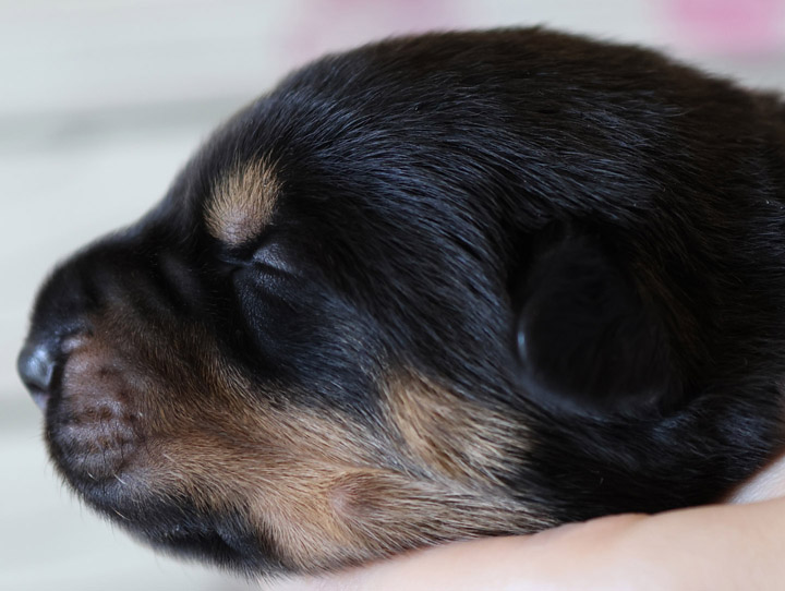 chinook puppy